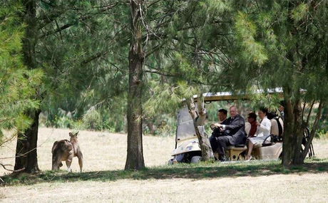 eagle-electric-golf-cart.jpg